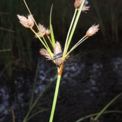 Bolboschoenus medianus at Urambi Hills - 6 Feb 2017 08:23 PM