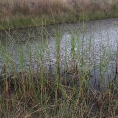 Bolboschoenus medianus at Urambi Hills - 6 Feb 2017 08:23 PM