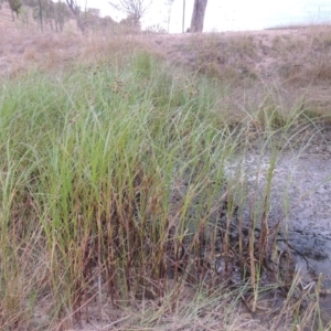 Bolboschoenus medianus at Urambi Hills - 6 Feb 2017 08:23 PM