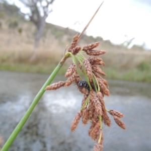 Schoenoplectus tabernaemontani at Urambi Hills - 6 Feb 2017