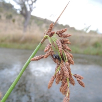 Schoenoplectus tabernaemontani (River Club-rush) at Urambi Hills - 6 Feb 2017 by MichaelBedingfield
