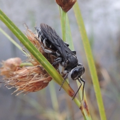 Pison sp. (genus) (Black mud-dauber wasp) at Urambi Hills - 6 Feb 2017 by michaelb
