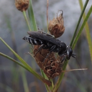 Pison sp. (genus) at Urambi Hills - 6 Feb 2017