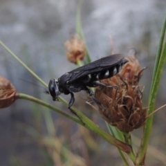 Pison sp. (genus) at Urambi Hills - 6 Feb 2017