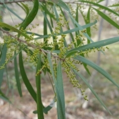 Acacia floribunda (White Sally Wattle, Gossamer Wattle) at Mount Mugga Mugga - 11 Jun 2017 by Mike