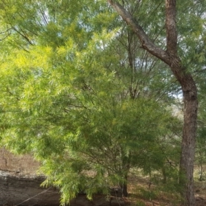 Acacia floribunda at Garran, ACT - 11 Jun 2017