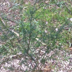 Westringia eremicola (Slender Western Rosemary) at Hughes, ACT - 9 Jun 2017 by ruthkerruish