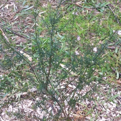 Westringia eremicola (Slender Western Rosemary) at Hughes Garran Woodland - 8 Jun 2017 by ruthkerruish