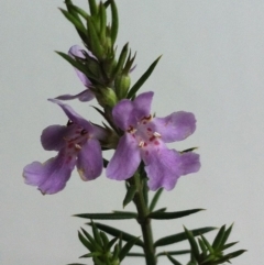 Westringia eremicola at Hughes, ACT - 9 Jun 2017