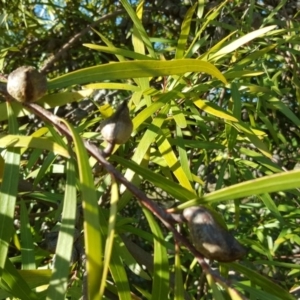 Hakea eriantha at Kambah, ACT - 11 Jun 2017