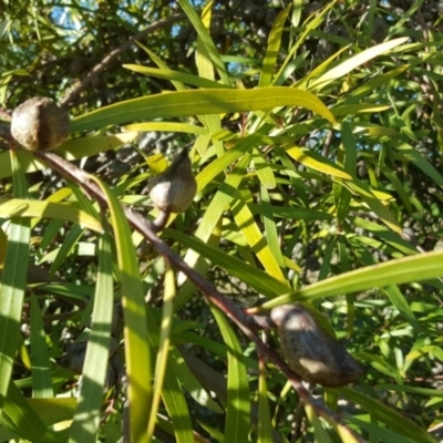 Hakea eriantha (Tree Hakea) at Urambi Hills - 11 Jun 2017 by Mike