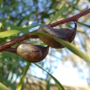 Hakea eriantha at Kambah, ACT - 11 Jun 2017