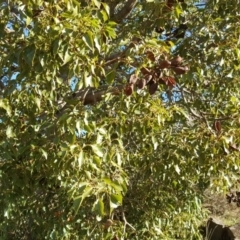 Brachychiton populneus subsp. populneus (Kurrajong) at Urambi Hills - 11 Jun 2017 by Mike