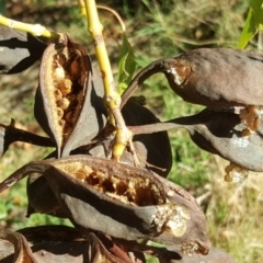Brachychiton populneus subsp. populneus at Kambah, ACT - 11 Jun 2017