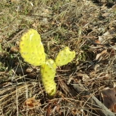 Opuntia sp. (Prickly Pear) at Urambi Hills - 11 Jun 2017 by Mike