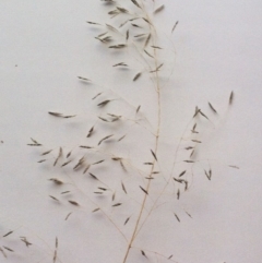 Eragrostis curvula at Garran, ACT - 11 Jun 2017