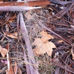 Eragrostis curvula at Garran, ACT - 11 Jun 2017