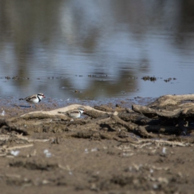 Charadrius melanops (Black-fronted Dotterel) at Mulligans Flat - 11 Jun 2017 by SallyandPeter