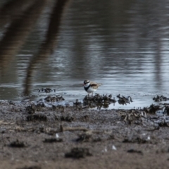 Charadrius melanops at Gungahlin, ACT - 11 Jun 2017 11:54 AM