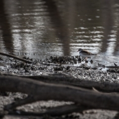 Charadrius melanops at Gungahlin, ACT - 11 Jun 2017 11:54 AM