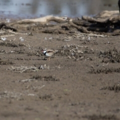 Charadrius melanops at Gungahlin, ACT - 11 Jun 2017 11:54 AM