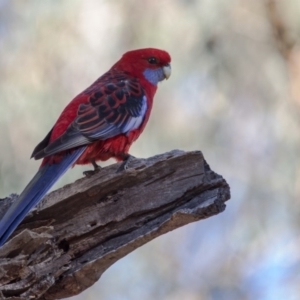 Platycercus elegans at Gungahlin, ACT - 11 Jun 2017