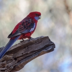 Platycercus elegans (Crimson Rosella) at Mulligans Flat - 11 Jun 2017 by SallyandPeter