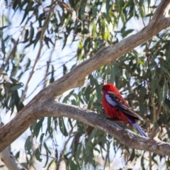 Platycercus elegans at Gungahlin, ACT - 11 Jun 2017 12:33 PM