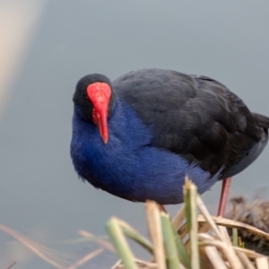 Porphyrio melanotus at Gungahlin, ACT - 11 Jun 2017