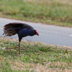 Porphyrio melanotus at Gungahlin, ACT - 11 Jun 2017