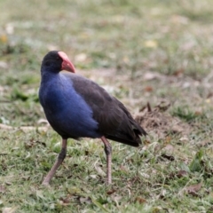 Porphyrio melanotus at Gungahlin, ACT - 11 Jun 2017