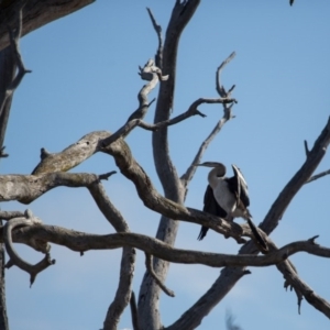 Anhinga novaehollandiae at Gungahlin, ACT - 11 Jun 2017