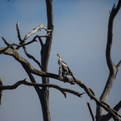 Anhinga novaehollandiae at Gungahlin, ACT - 11 Jun 2017