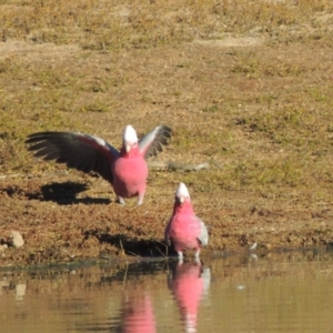 Eolophus roseicapilla at Kambah, ACT - 11 Jun 2017