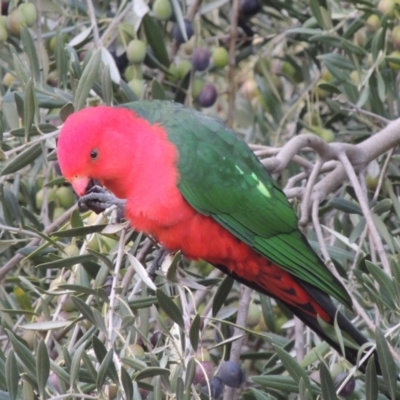 Alisterus scapularis (Australian King-Parrot) at Pollinator-friendly garden Conder - 6 Jun 2017 by michaelb