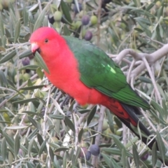 Alisterus scapularis at Conder, ACT - 6 Jun 2017