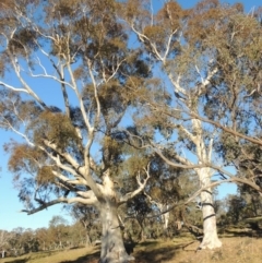 Eucalyptus rossii (Inland Scribbly Gum) at Urambi Hills - 11 Jun 2017 by michaelb