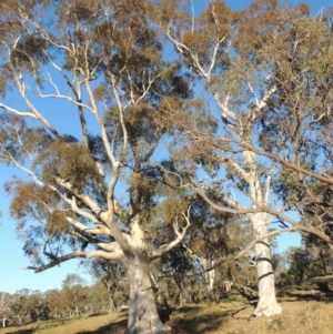 Eucalyptus rossii at Kambah, ACT - 11 Jun 2017