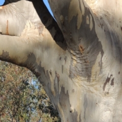 Eucalyptus rossii at Urambi Hills - 11 Jun 2017