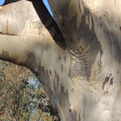 Eucalyptus rossii at Urambi Hills - 11 Jun 2017 05:27 PM