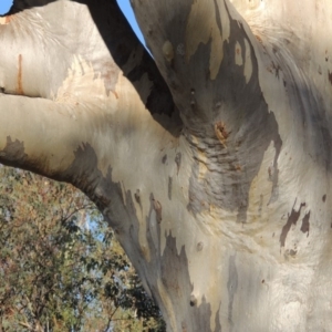 Eucalyptus rossii at Kambah, ACT - 11 Jun 2017