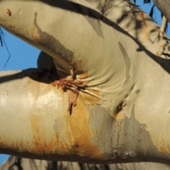 Eucalyptus rossii at Urambi Hills - 11 Jun 2017 05:27 PM