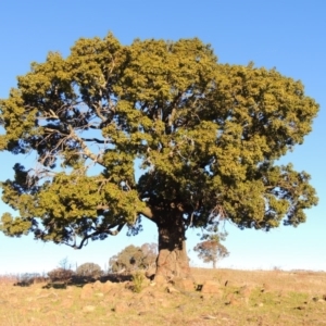 Brachychiton populneus subsp. populneus at Kambah, ACT - 11 Jun 2017