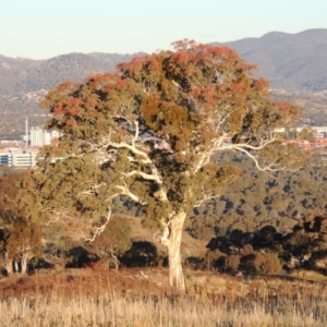 Eucalyptus polyanthemos at Urambi Hills - 11 Jun 2017