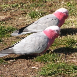 Eolophus roseicapilla at Wanniassa, ACT - 11 Jun 2017