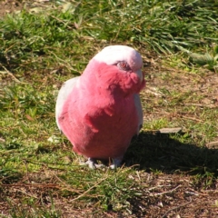 Eolophus roseicapilla at Wanniassa, ACT - 11 Jun 2017