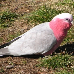 Eolophus roseicapilla at Wanniassa, ACT - 11 Jun 2017 12:26 PM