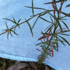 Lepidium africanum at Hughes, ACT - 10 Jun 2017