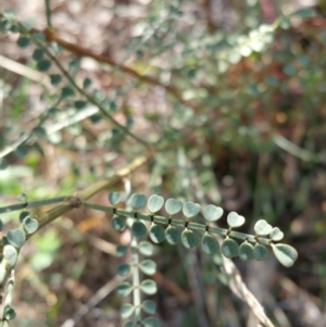 Indigofera adesmiifolia at Red Hill, ACT - 12 Jun 2017