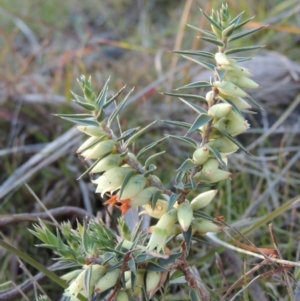 Melichrus urceolatus at Kambah, ACT - 11 Jun 2017